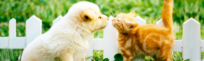 犬・猫