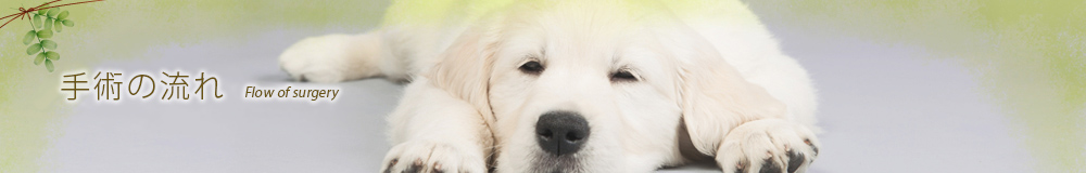 手術の流れ